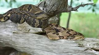 SNAKES! SNAKES! AND MORE SNAKES! - Edisto Island Serpentarium