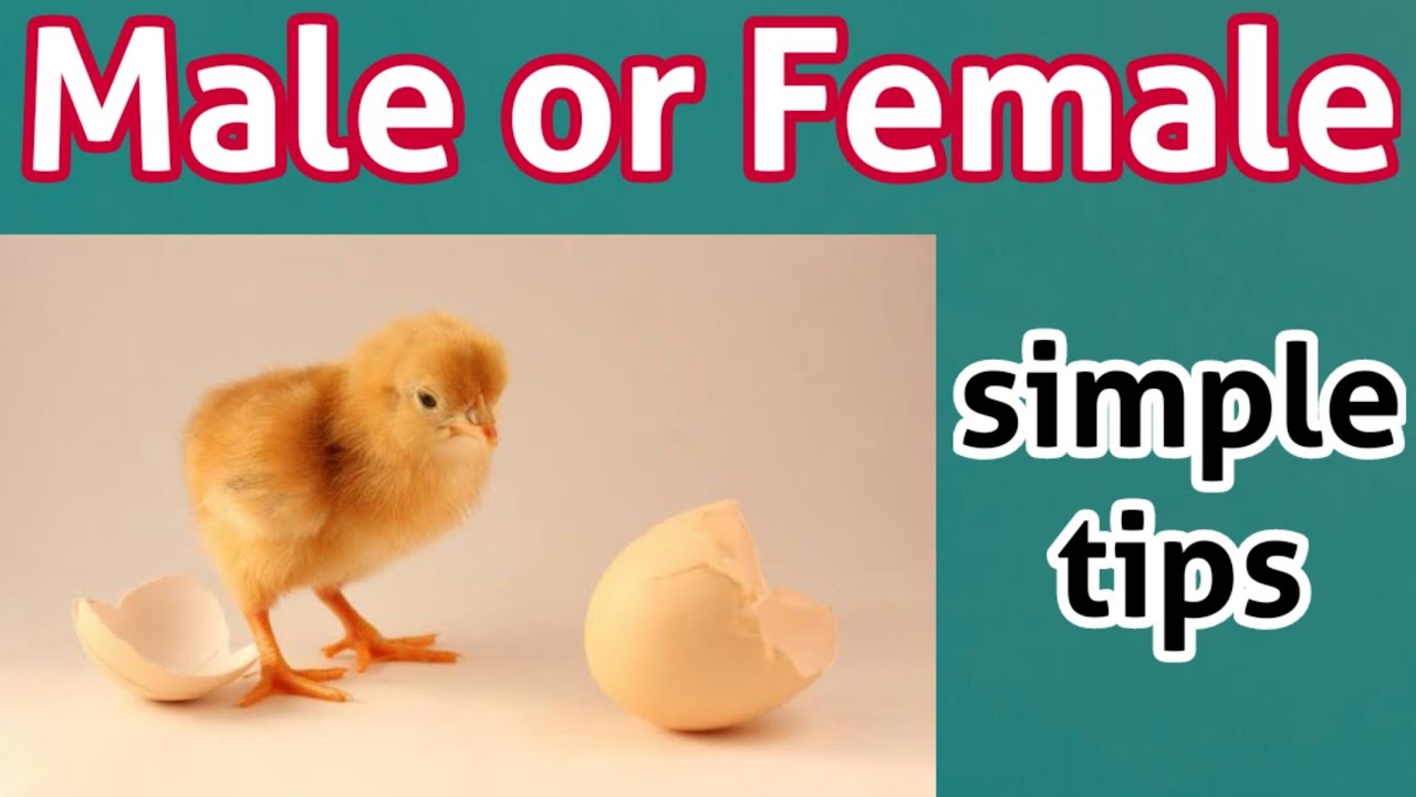5 Signs to Male and Female identification chicks I How to Identify Male