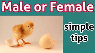 5 Signs to Male and Female identification chicks I How to Identify Male and Female Chicks l Gender