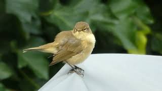 Common chiffchaff (tjiftjaf) cleaning its feathers in the garden