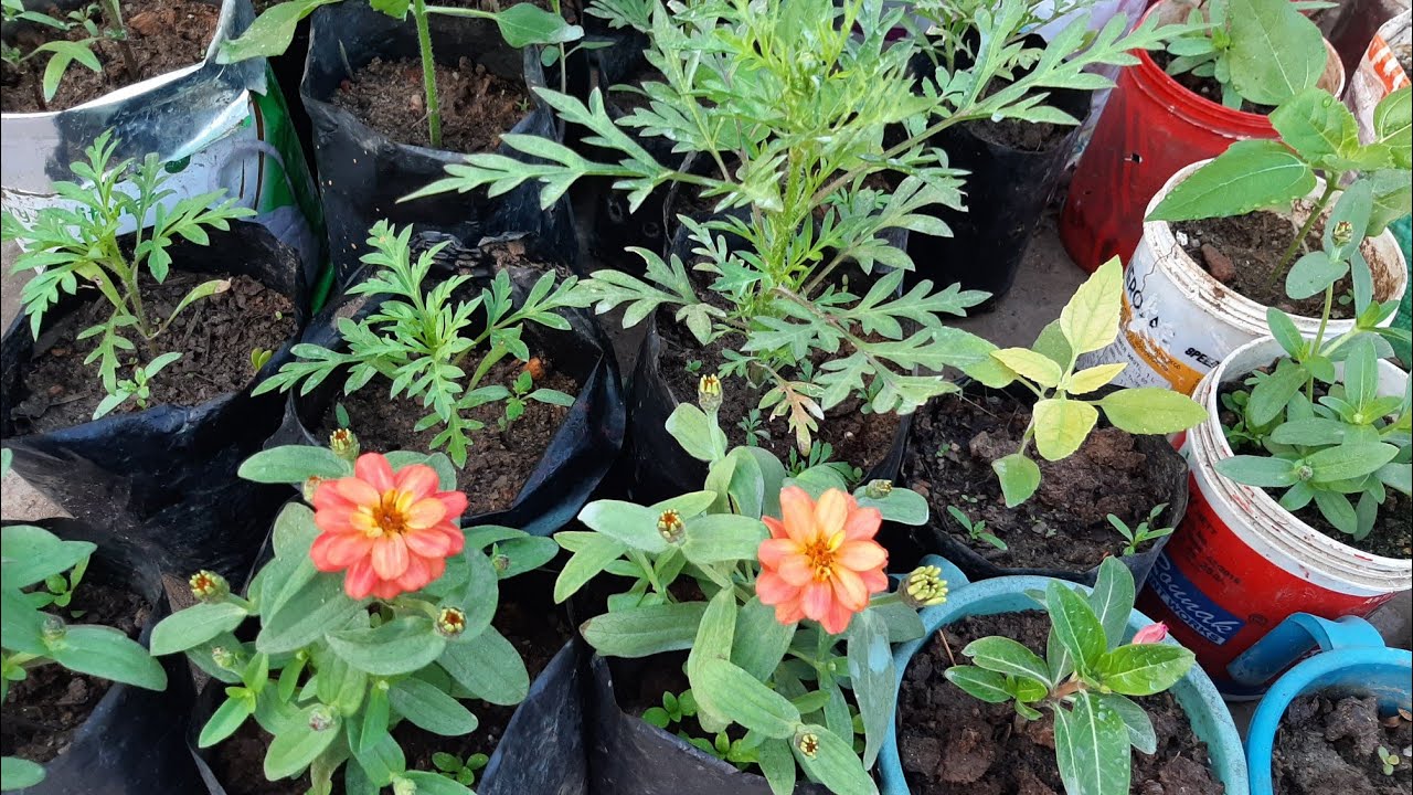 How to repotting zinnia seedlings🌹🌹 YouTube