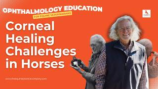 Corneal Healing Challenges in Horses: What Vets Must Watch