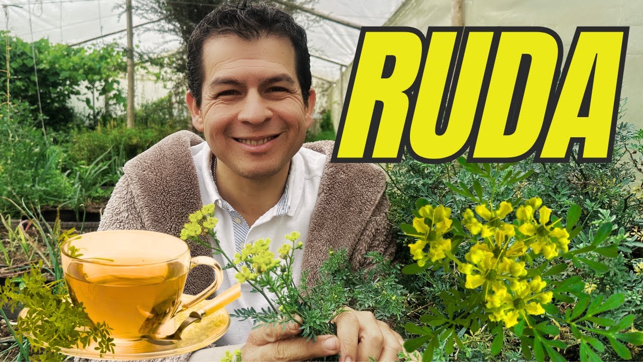 Remedio Ruda Ruda: El Remedio Natural que Debes Conoce - YouTube