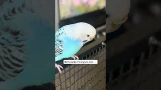 #birds #bird #birdlover #budgies #pets #pet #petbirds #parakeet #parrot #parrots #fyp #viral #shorts