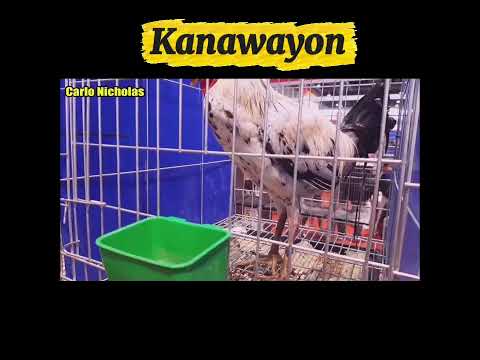 Kanawayon Brood Stag | Carlo Nicholas