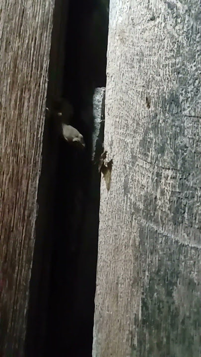 kronologi kejadian Rayap di Lahap Cicak