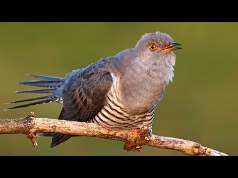 Video: Kāpēc dzeguzes sauc?