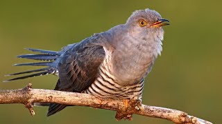 Bird sounds - Common cuckoo (Cuculus canorus)