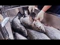 Huge Salmon Cutting, Salmon Belly Sashimi, Seafood Rice / 巨大鮭魚切割技巧, 熟成鮭魚生魚片, 海鮮丼飯