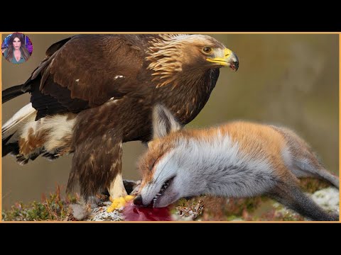 15 Brutal Hunting Moments Performed By Clever Foxes. #Part4 | Pets House