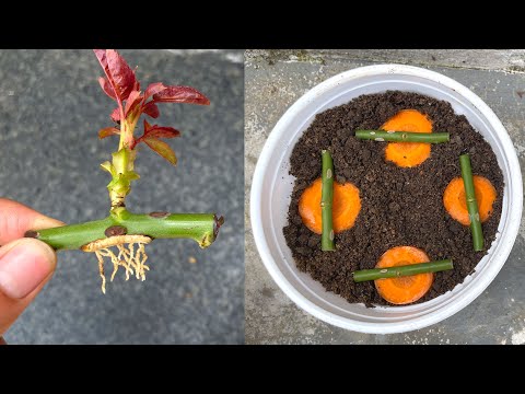 Video: Rooting Rose Of Sharon Stecklinge: Wie man eine Rose von Sharon Bush aus Stecklingen züchtet