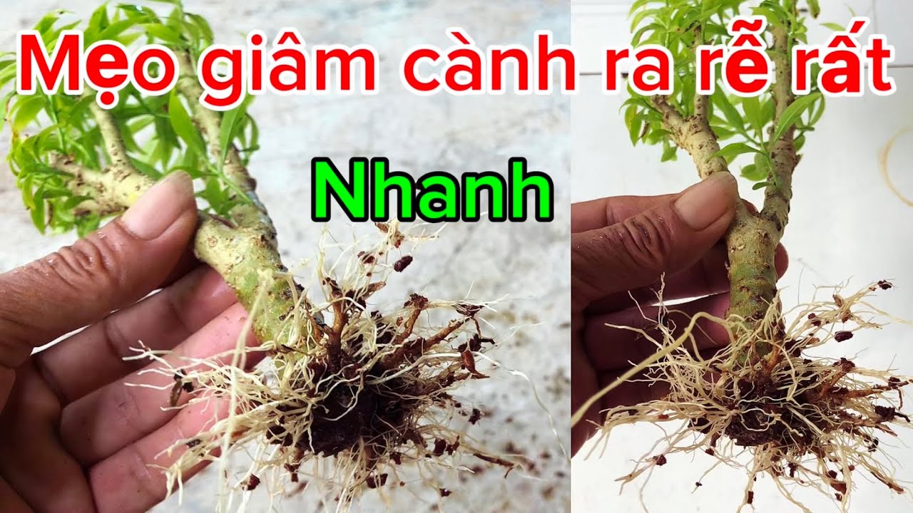 Mẹo giâm cành gì cũng sống ra rễ rất nhanh cho người mới tập giâm 