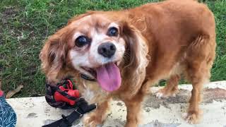 Dog Walking and Pet Sitting Services in Sydney - Search Engine Optimization SEO Guide