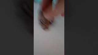 Ask Scampers to do your dares (he will do them)
