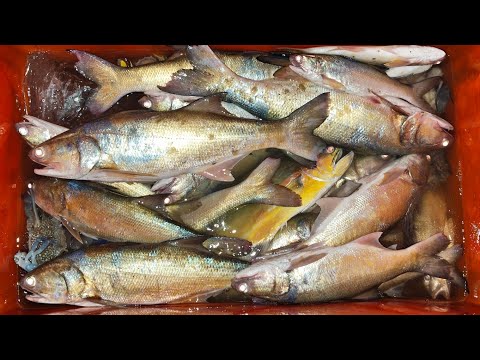 27/08/2026 Trip Menjaring | Pukat at Sangkar Sungai Udang Penang