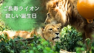 前日に息子を亡くしたサンくん　22歳の寂しいお誕生日　親子の咆哮　東山動物園