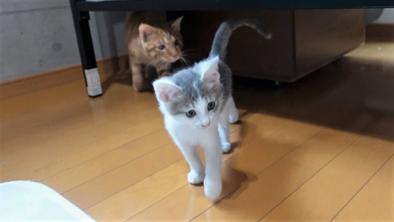 出会ってから3日で追いかけっこをするようになった猫たち - YouTube