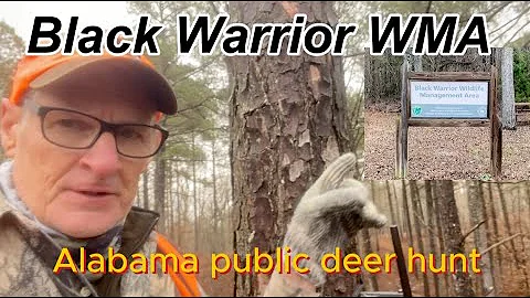 Black Warrior Alabama public deer hunt