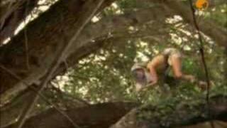 Sheena - Lemur Morph