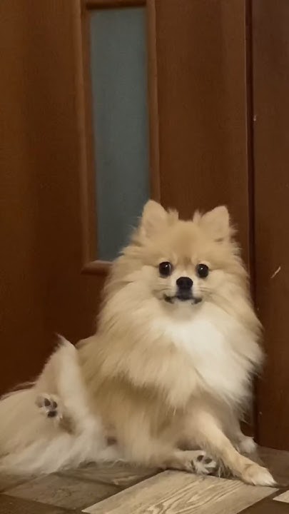 ШПИЦ УНИЖАЕТ МЕНЯ 32 секунды😭 #pomeranian #шпиц #померанскийшпиц # ...