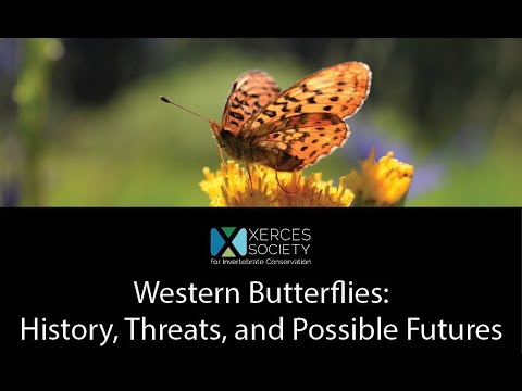 Vídeo: Qual a importância da borboleta dogface para a história da Califórnia?