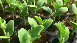 Видео У нас опять заморозки .Утепляемся. Бахчеводство -это колоссальный труд. (автор: Агробизнес.Успехи в земледелии.)