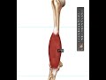Completing the brachialis muscle painting in Photoshop