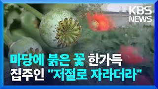 마당에 붉은 양귀비꽃이 한가득…집주인 '저절로 자라더라' / KBS  2024.05.16.