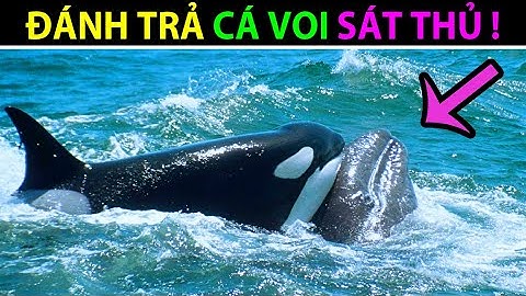 Cá voi LƯNG GÙ và Cá voi SÁT THỦ có chiến tranh không? - Động Vật Facts #130