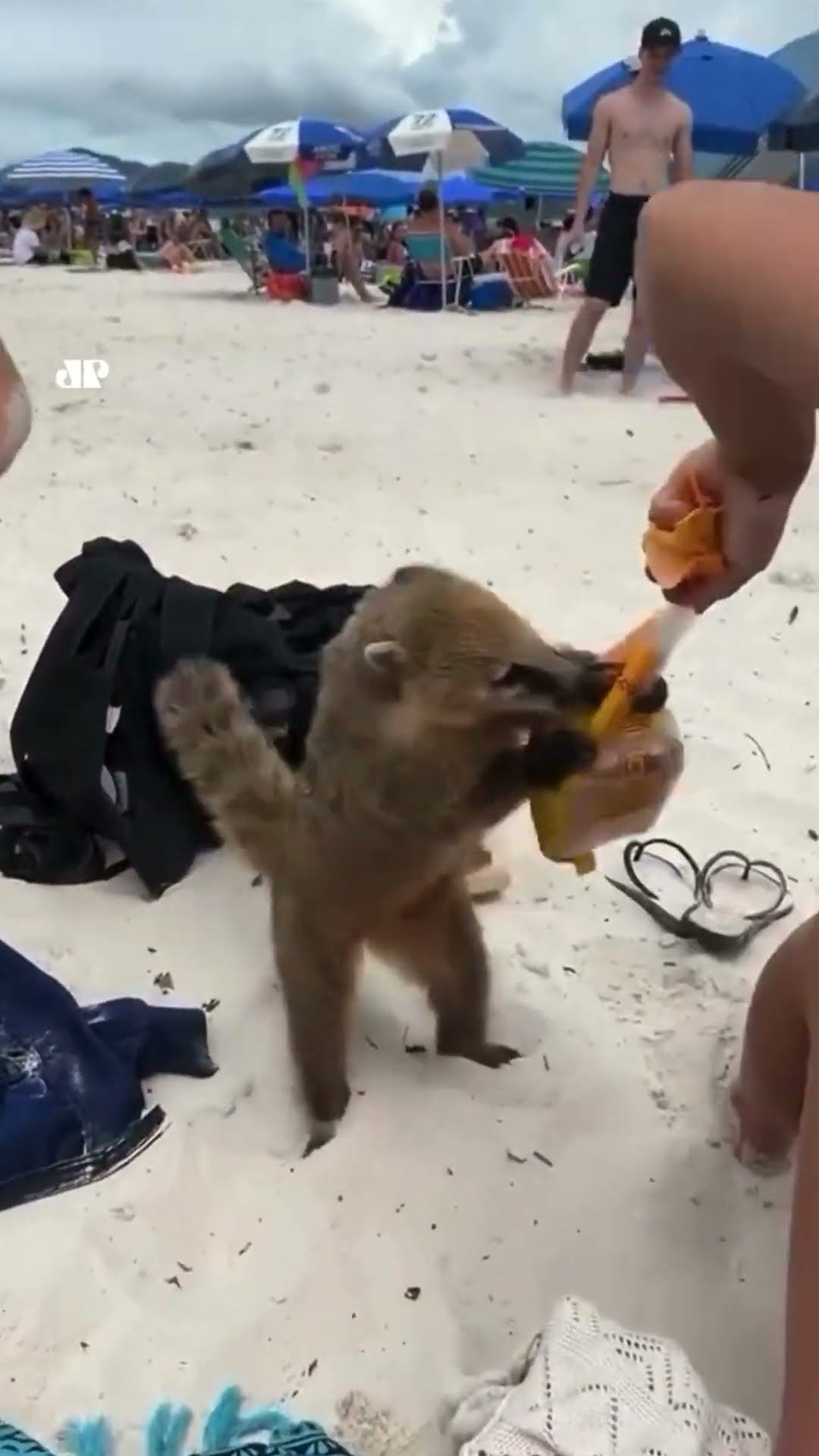 Quati rouba comida de turistas na Ilha do Campeche, em SC