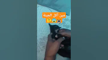 مين أكل الجبنة 