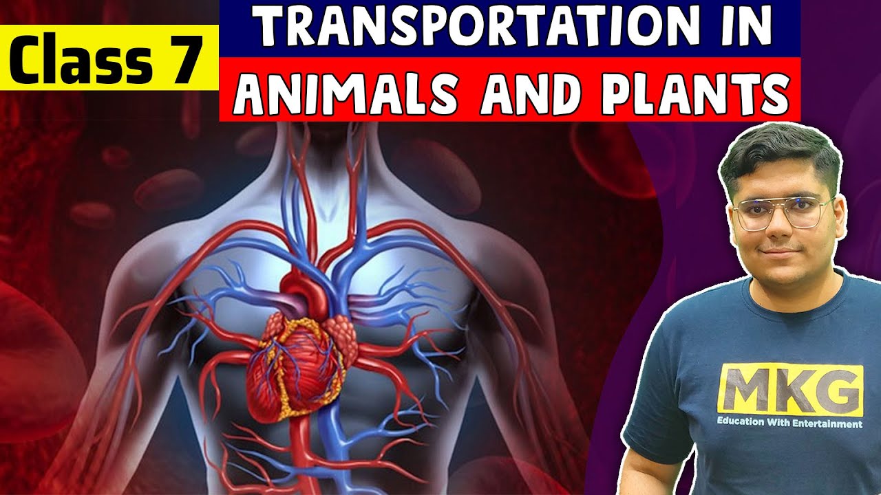 Transportation in Animals and Plants | Class 7 Science | class 7 ...