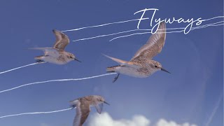 FLYWAYS : The untold journey of migratory shorebirds.  Official Trailer [April 2023]