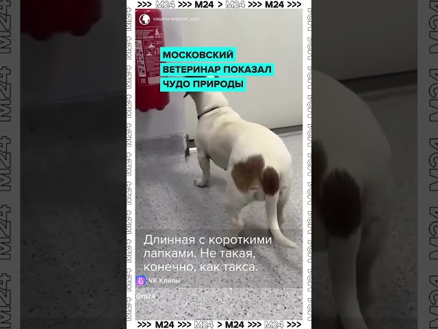 Щенок джек-рассела и таксы: как выглядит редкий джек-таксел