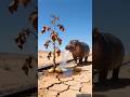 दरियाई घोड़े ने पानी देकर आलू के पौधे को बचा लिया 😭#ai #tree #save #water
