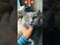 Funny cat 😺 #shorts #shortsfeed #youtubeshorts #cat #funnycat #funny