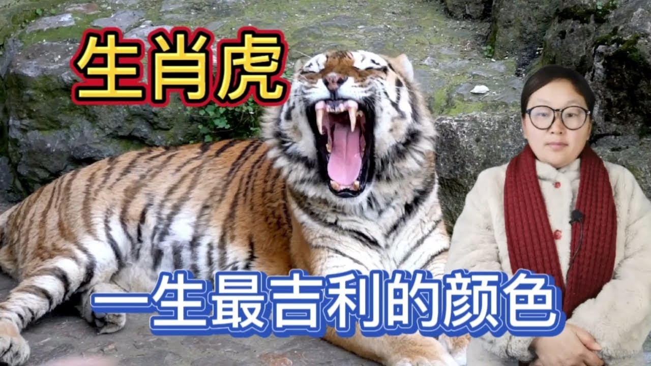 生肖虎！一生最吉利的颜色！属虎人选对衣服颜色！财旺运好福气满满！