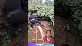 Lette ko saag katne tarika yo po rahexa#trending #farming #agriculture saag #harvest#plants