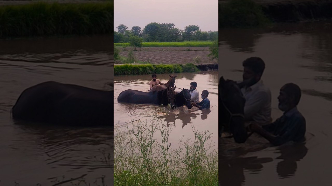 Horses Enjoy Canal Bath 