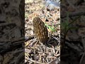 Super Squeaky Morel Mushroom (Morchella) ASMR: Tapping and Cutting While Foraging