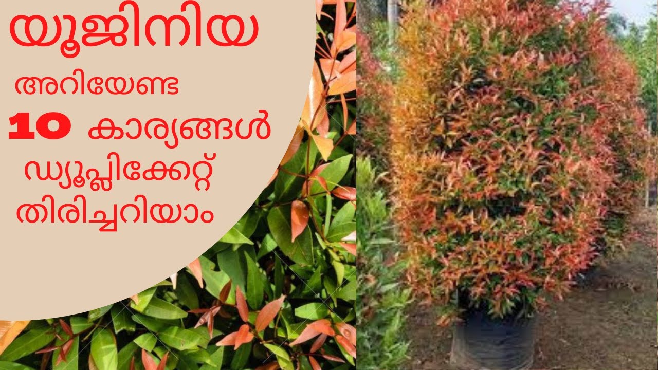Eugenia Plant for outdoor, വ്യാജനെ കണ്ടുപിടിക്കാം , Care and propagation Malayalam