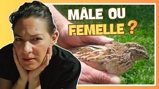 ​🐥​ Comment sexer les cailles sans se tromper
