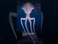 Bigfin Squid — ELBOW: Arms bend at right angles like broken limbs | Benthos Error