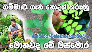 ගම්මාළු වල නොදත් කරුණු සහ මස්මොර/මස්මෝරු ගැන දැනගමු | දියවැඩියාවට ගුණ දෙන ගම්මාළු | Gammalu/Masmoru