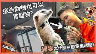 吃東西超療癒! 超酷動物咖啡廳【都市小小動物園】 Ft.  狐獴, 蜜袋鼯, 大嘴烏鴉 by  史考特 Walking Wild 27,948 views 3 years ago 9 minutes, 50 seconds