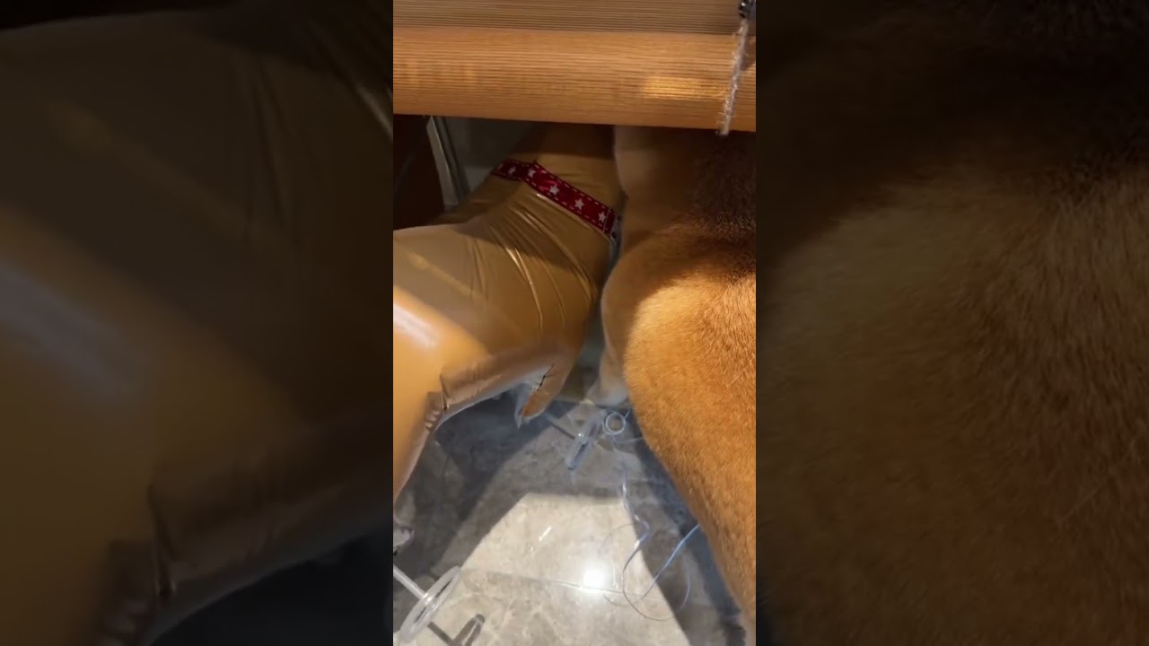 Shiba Inu reacts to balloon "eating" from its food bowl in Zhejiang, China