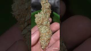 Growing Autoflowers in Super Soil EP5 (HARVEST)