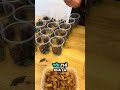 Công thức nước cốt dừa chan chè KINH DOANH siêu ngon, siêu cuốn #food