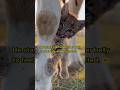 شبل وشق بري يظن أن هذه البقرة أمه حيوانات لطيف 