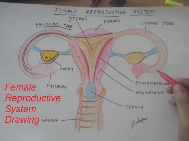 LadyofHats - Drawing Female reproductive system - no labels | AnatomyTOOL